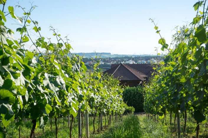 Weinberge rund ums Blockhaus